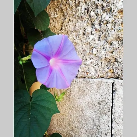 Natasha's Nest Apartament Rhodes City